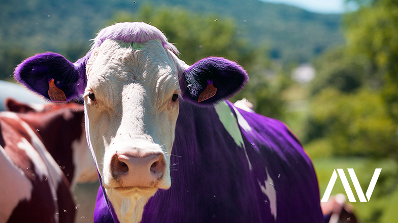 Conviértete en vaca púrpura y destaca entre los demás